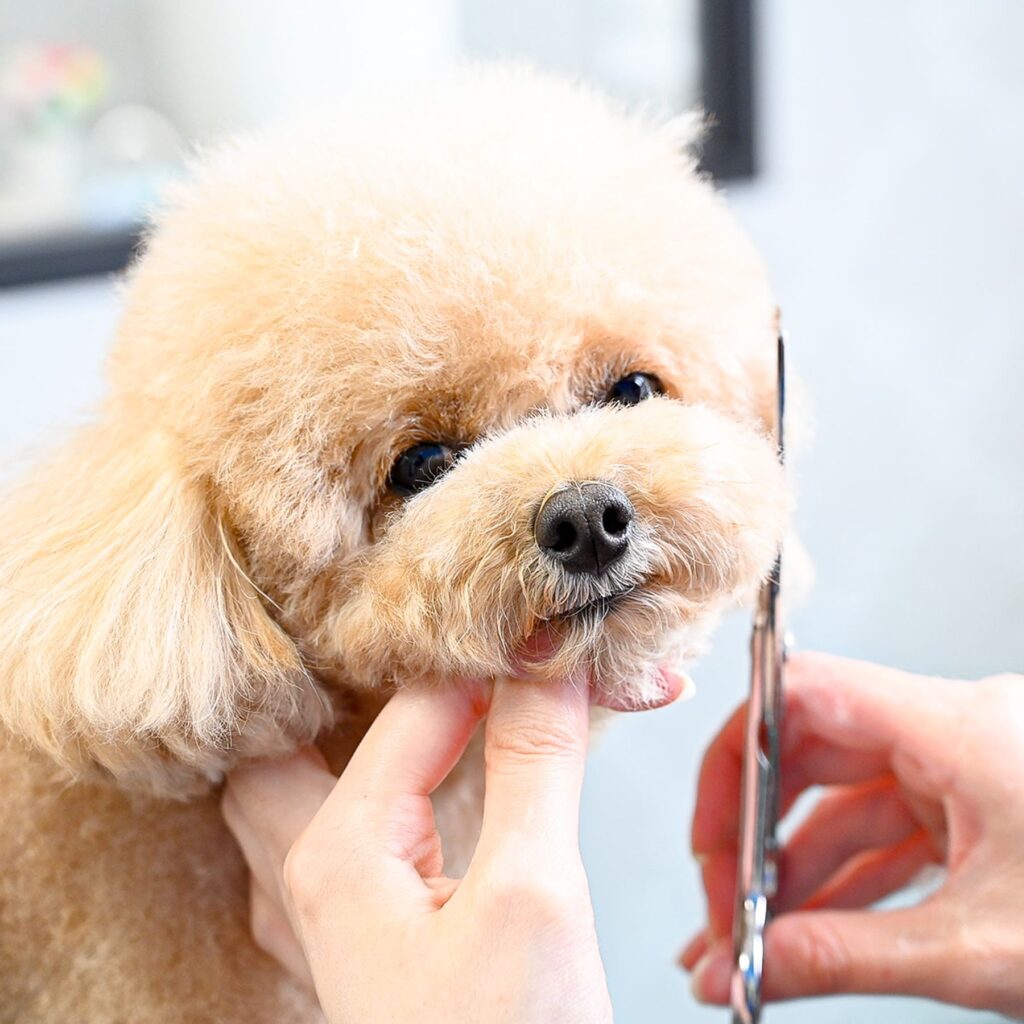 トリミングだけじゃない、 愛犬の悩みに寄り添うパートナーに。