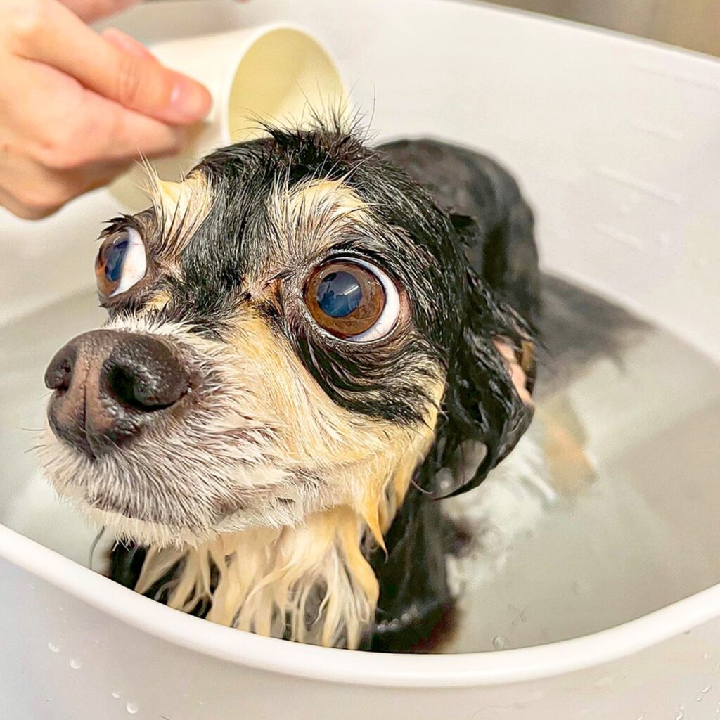 トリミングだけじゃない、 愛犬の悩みに寄り添うパートナーに。