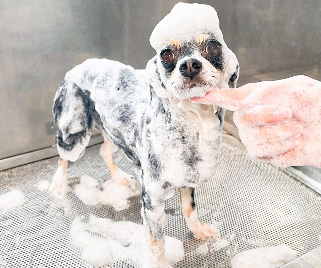 選べるシャンプーでワクワク