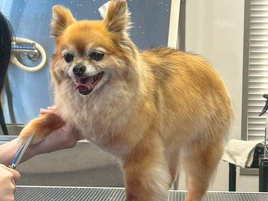 ペットシッター